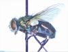 Lucilia sericata